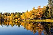 Pyha-Luosto National Park,Lapland,Finland, Northern Europe