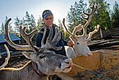 Reindeers breeding,Lapland,Finland, Northern Europe
