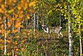 Reindeer in Kivitunturi forest, region of Savukoski,Lapland,Finland, Northern Europe