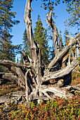 Old stump, Kivitunturi forest, region of Savukoski,Lapland,Finland, Northern Europe