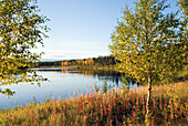 Bank of the Kemijoki River, Savukoski region,Lapland,Finland, Northern Europe