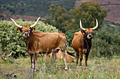 Cachena cattle in meadow near Amareleja, Alentejo region, Portugal, southwertern Europe