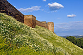 Flowering meadow beside the Noudar Castle, Noudar Nature Park, near Barrancos, Alentejo region, Portugal, southwertern Europe