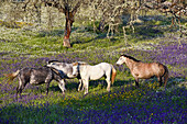 Herd of horses in a flowering meadow, Noudar Nature Park, near Barrancos, Alentejo region, Portugal, southwertern Europe