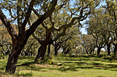 Cork oak tree grove near Evora, Alentejo region, Portugal, southwertern Europe