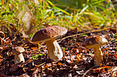 Boletus edulis, forest of Rambouillet, Yvelines department, Ile de France region, France, Europe