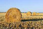 Strohballen auf einem abgeernteten Feld, Beauce, Eure-et-Loir-Departement, Region Centre, Frankreich, Europa 