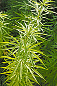Cannabis sativa plants
