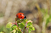 seven-spot ladybird, Coccinella septempunctata