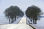 tree-lined country road through the Beauce region covered with snow, department of Eure-et-Loir, Centre-Val-de-Loire region, France, Europe