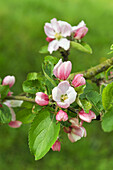  blühender Apfelbaum blüht, Region Centre, Frankreich, Europa 