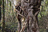  Große Efeuranken, die an einen menschlichen Körper erinnern, ranken um den Stamm eines Baumes, Departement Eure-et-Loir, Region Centre-Val-de-Loire, Frankreich, Europa 