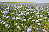 flax field flowering, Centre-Val de Loire region, France, Europe