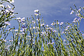 flax field flowering, Centre-Val de Loire region, France, Europe