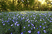 flax field in bloom, Centre-Val de Loire region, France, Europe
