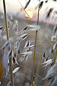 common wild oat  (Avena fatua), Eure-et-Loir department, Centre-Val-de-Loire region, France, Europe