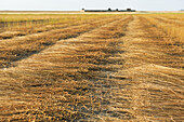 harvested flax stalks windrowed spread for dew retting, Commune of Boutigny-Prouais, Eure-et-Loir department, Centre-Val de Loire region, France, Europe
