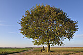 man sitting under two oak trees on the edge of a country road, Eure-et-Loir department, Centre-Val de Loire region, France, Europe