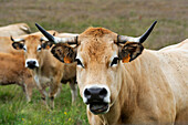 Cattle in Aubrac plateau,Lozere departement,Languedoc-Roussillon region,Occitanie,France,Europe