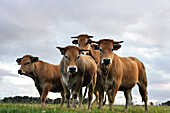 Cattle in Aubrac plateau,Lozere departement,Languedoc-Roussillon region,Occitanie,France,Europe