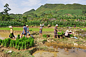 Planting out in paddy-field, around Viet Lam,Ha Giang province, Northern Vietnam, Southeast Asia