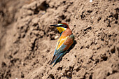 Europaeischer Bienenfresser, Merops apiaster, adulter Vogel an der Brutwand, Sachsen, Deutschland