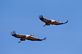  Cranes, Grus grus, Grey cranes in flight, spring, Sweden 