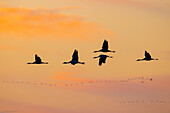  Common cranes, Grus grus, flying at sunrise, Western Pomerania Lagoon Area National Park, Mecklenburg-Western Pomerania, Germany 