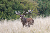  Red deer, Cervus elaphus, red deer in the rut, autumn, Denmark 