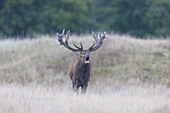  Red deer, Cervus elaphus, roaring during the rutting season, autumn, Denmark 