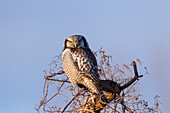  Hawk Owl, Surnia ulula, adult bird, Mecklenburg-Western Pomerania, Germany 