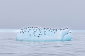 Kittiwake, Rissa tridactyla, gulls resting on an ice floe, Iceland 
