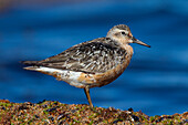 Knutt, Calidris canutus, adulter Vogel am Spuelsaum, Herbst, Skane, Schweden