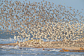  Red knot, Calidris canutus, racing flock during flooding, Wadden Sea National Park, Schleswig-Holstein, Germany 