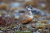  Dotterel (Charadrius morinellus), male, Dalarna, Sweden 