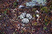  Dotterel (Charadrius morinellus), clutch of birds, Dalarna, Sweden 