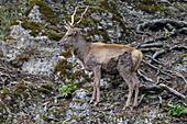  Red deer, Cervus elaphus, in a mountain forest, spring, Austria 