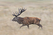  Red deer, Cervus elaphus, fleeing, autumn, Denmark 