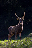  Red deer, Cervus elaphus, stag in backlight, spring, Austria 