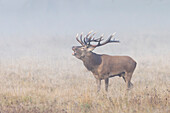  Red deer, Cervus elaphus, roaring in the mist, autumn, Denmark 