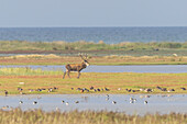  Red deer, Cervus elaphus, stag in the wind-blown mudflats on the Baltic Sea, Western Pomerania Lagoon Area National Park, Mecklenburg-Western Pomerania, Germany 