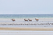  Red deer, Cervus elaphus, in the shallow waters of the Baltic Sea, Western Pomerania Lagoon Area National Park, Mecklenburg-Western Pomerania, Germany 