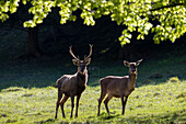  Red deer, Cervus elaphus, stag and female, spring, Austria 