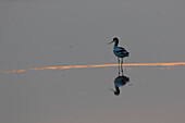 Säbelschnäbler, Recurvirostra avosetta, adulter Vogel im Sonnenuntergang, Schleswig-Holstein, Deutschland