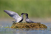  Black Tern, Chlidonias niger, adult pair of courting terns, Brandenburg, Germany 