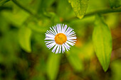  A single white flower with a yellow center against a green background, Jena, Thuringia, Germany 