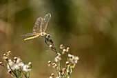 Red-veined darter or nomad (Sympetrum fonscolombii) dragonfly perched on flower, North Coast, Egypt