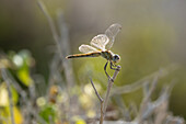 Red-veined darter or nomad (Sympetrum fonscolombii) dragonfly, Egypt