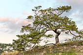 Single pine tree in the Inland Dunes Nature Reserve near Klein Schmölen, the largest inland sand dune in Europe, Mecklenburg-Western Pomerania, Germany 