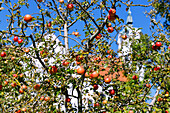  Apple tree with ripe red apples, in the background the parish and pilgrimage church of St. Peter and Paul, Oberelchingen, Bavarian Swabia, Swabia, Bavaria, Germany 